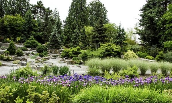 Rock Garden and Iris Rain Garden in Bellevue Botanical Garden.